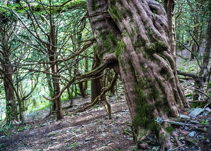 Eco Dos Teixos Casayo